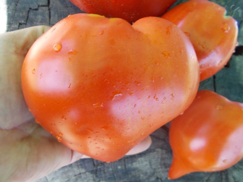  - SEMINTE ROSII - T 446 BELGIUM