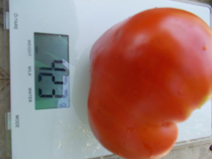  - SEMINTE ROSII - T 446 BELGIUM