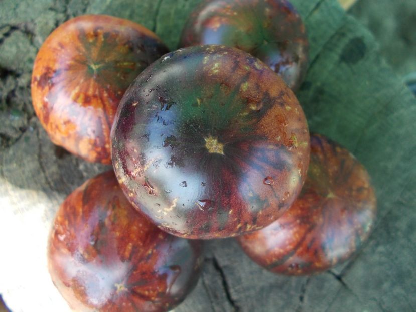  - SEMINTE ROSII - T 1139 BLUE ORCHID