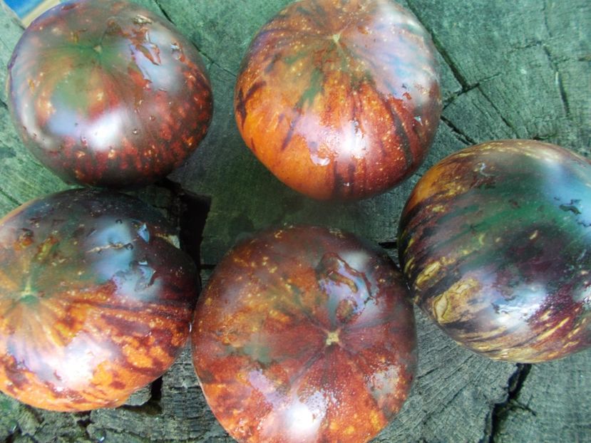  - SEMINTE ROSII - T 1139 BLUE ORCHID