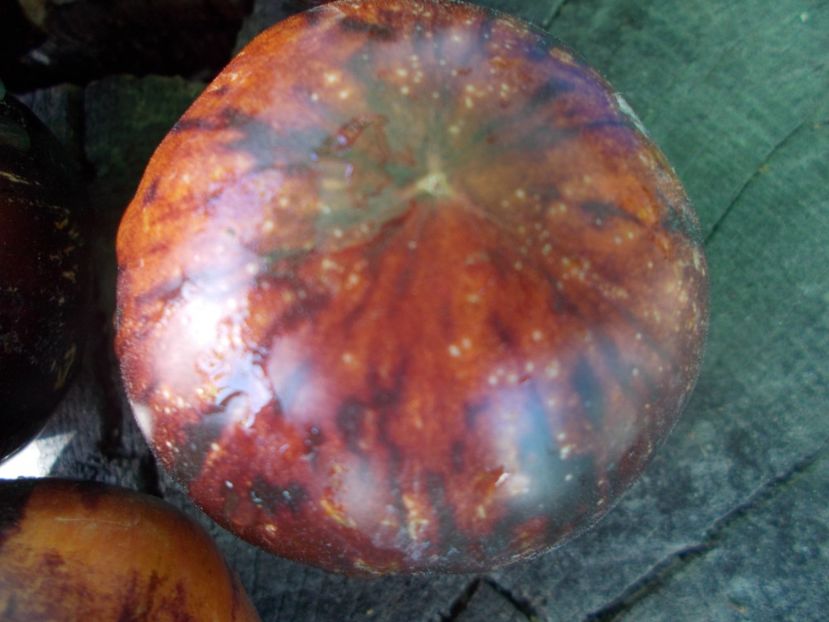  - SEMINTE ROSII - T 1139 BLUE ORCHID