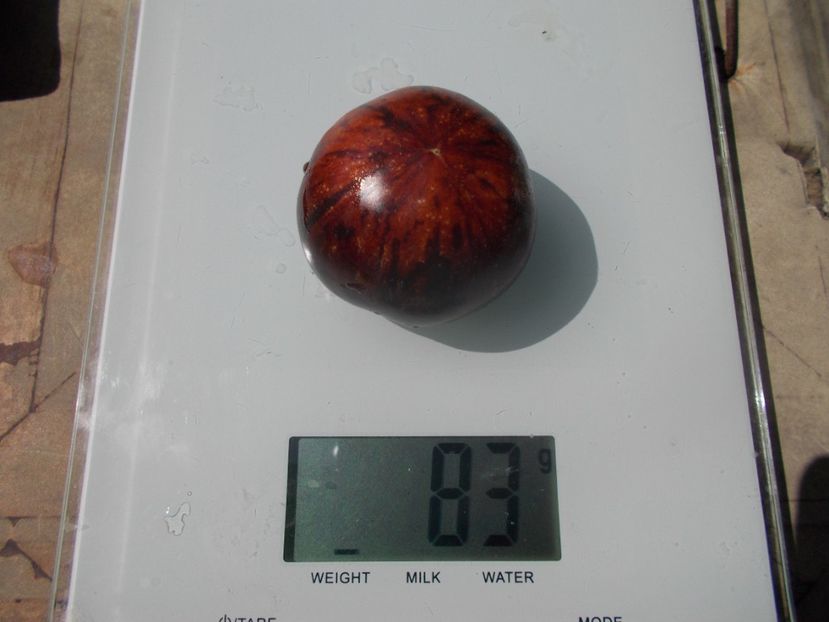  - SEMINTE ROSII - T 1139 BLUE ORCHID