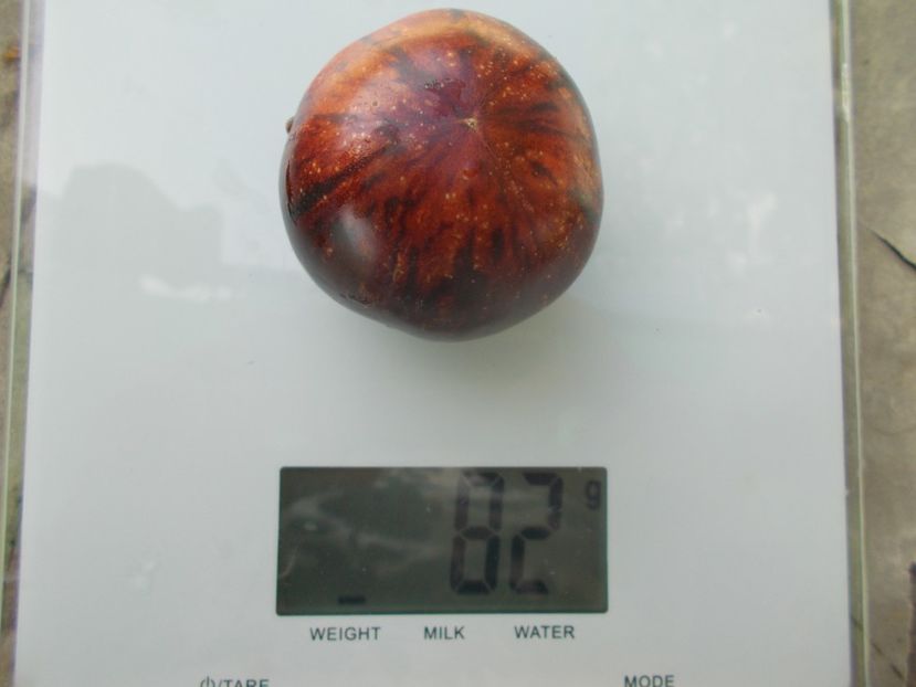  - SEMINTE ROSII - T 1139 BLUE ORCHID