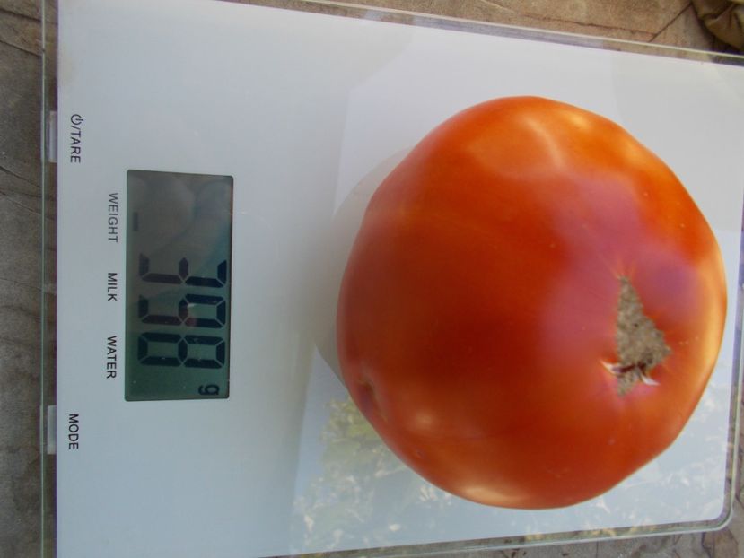  - SEMINTE ROSII - T 1003 ROSII DE GRADINA