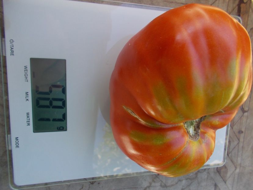  - SEMINTE ROSII - T 317 PROVENZANO