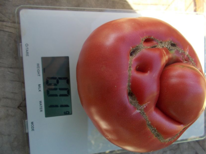  - SEMINTE ROSII - T 520 HELEN S GERMAN