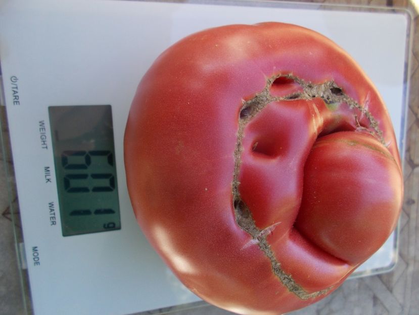  - SEMINTE ROSII - T 520 HELEN S GERMAN