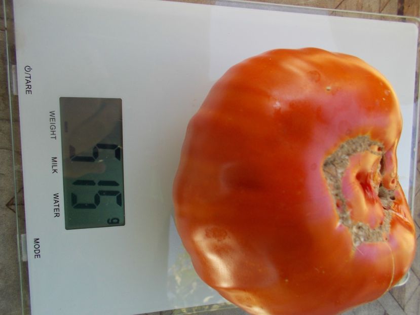  - SEMINTE ROSII - T 1025 ROSII BATRANESTI