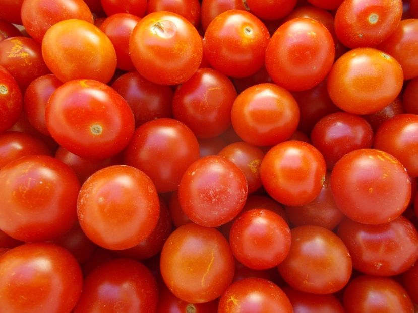  - SEMINTE ROSII - T 1135 BAJAJA - de ghiveci