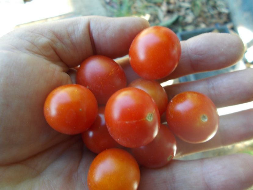  - SEMINTE ROSII - T 1135 BAJAJA - de ghiveci