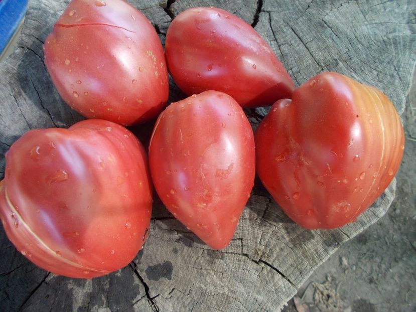  - SEMINTE ROSII - T 446 BELGIUM