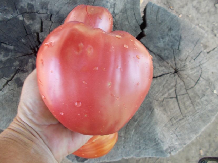  - SEMINTE ROSII - T 446 BELGIUM