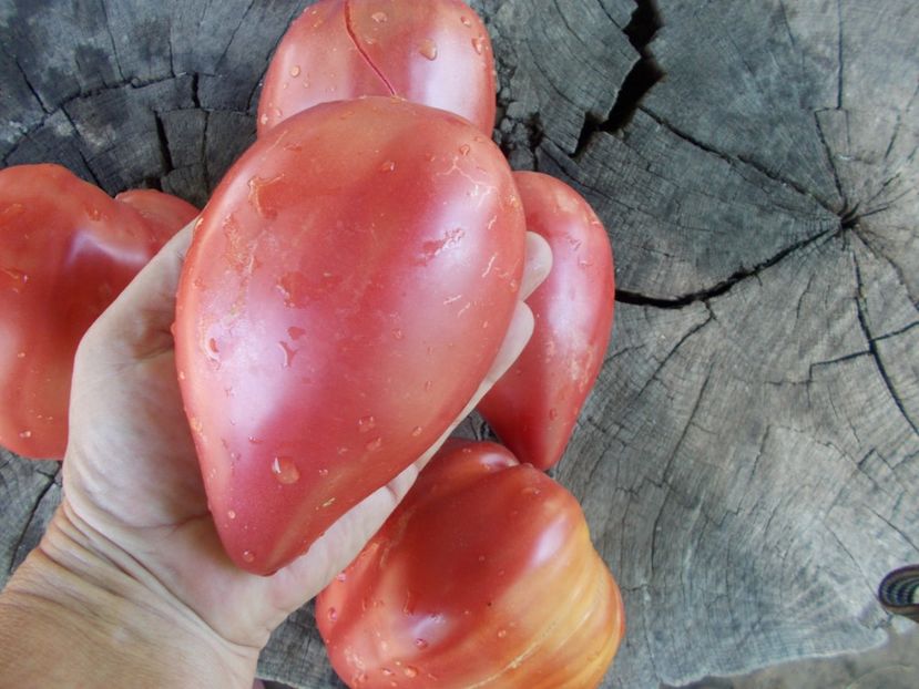  - SEMINTE ROSII - T 446 BELGIUM