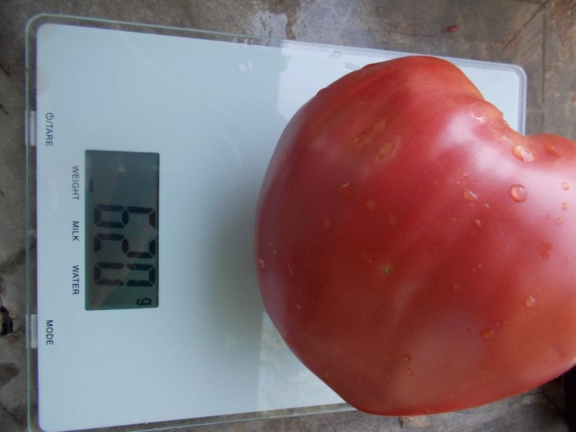  - SEMINTE ROSII - T 446 BELGIUM