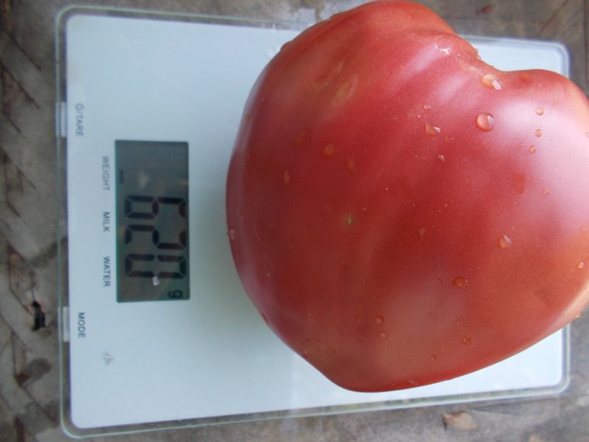  - SEMINTE ROSII - T 446 BELGIUM