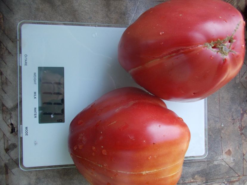  - SEMINTE ROSII - T 446 BELGIUM