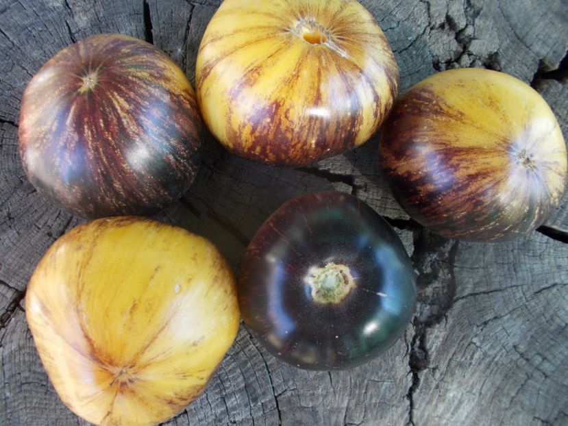  - SEMINTE ROSII - T 852 SOLAR ECLIPSE