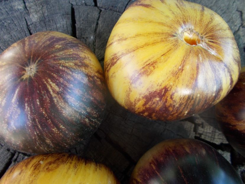  - SEMINTE ROSII - T 852 SOLAR ECLIPSE