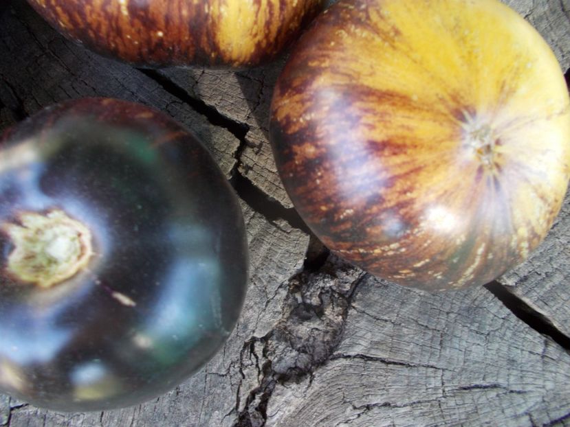  - SEMINTE ROSII - T 852 SOLAR ECLIPSE