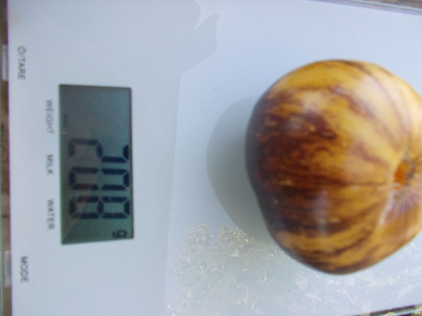  - SEMINTE ROSII - T 852 SOLAR ECLIPSE