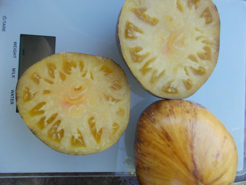  - SEMINTE ROSII - T 852 SOLAR ECLIPSE