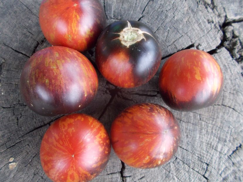  - SEMINTE ROSII - T 1139 BLUE ORCHID