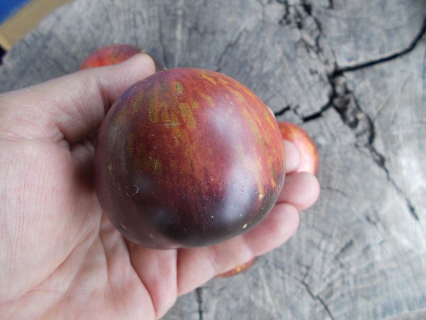  - SEMINTE ROSII - T 1139 BLUE ORCHID