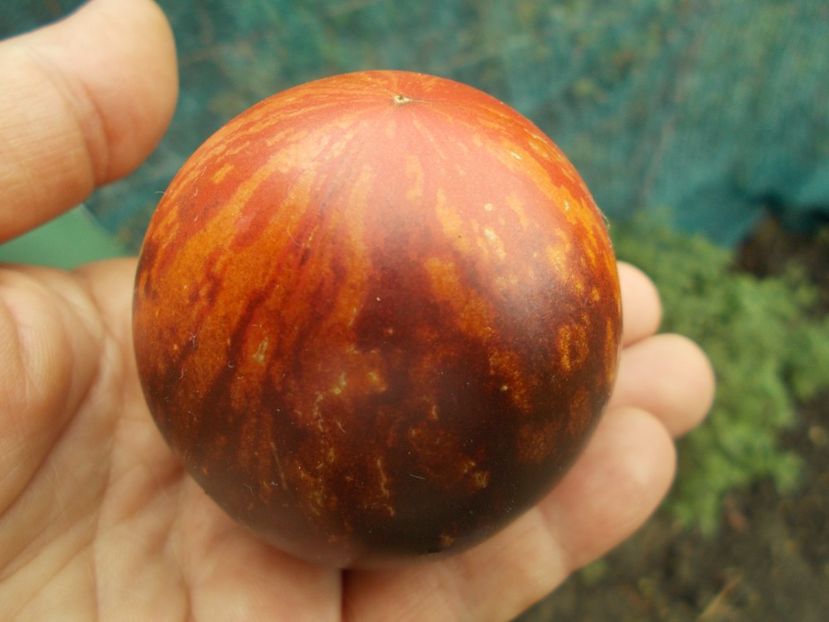  - SEMINTE ROSII - T 1139 BLUE ORCHID