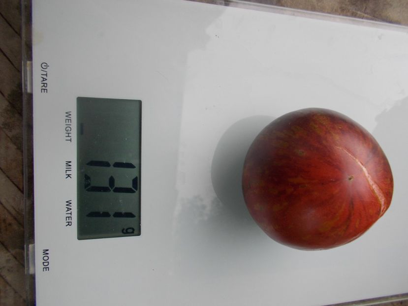  - SEMINTE ROSII - T 1139 BLUE ORCHID