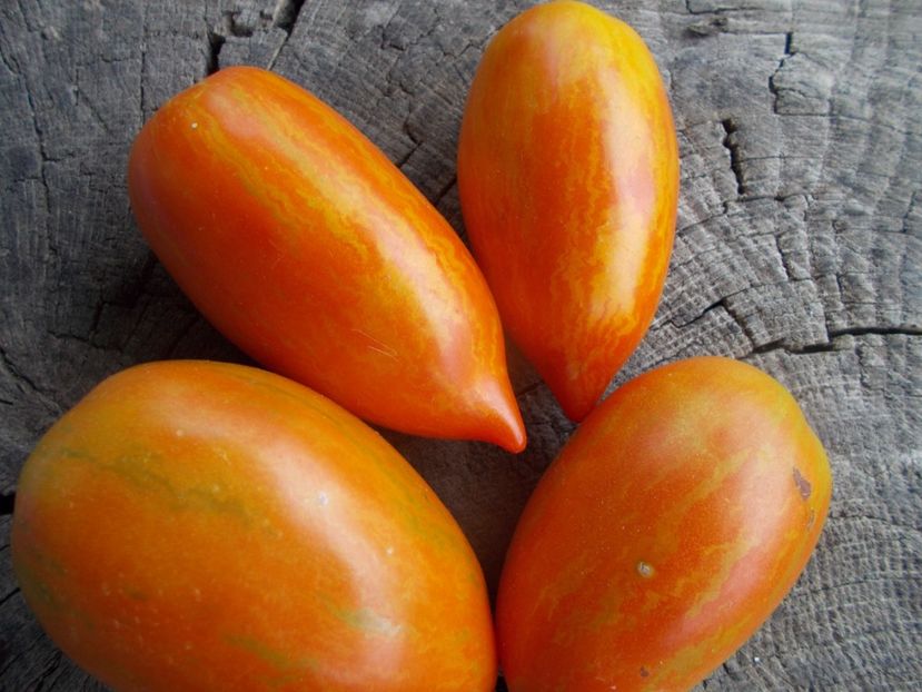  - SEMINTE ROSII - T 1138 SOLVEIG