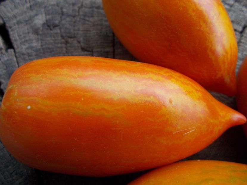  - SEMINTE ROSII - T 1138 SOLVEIG