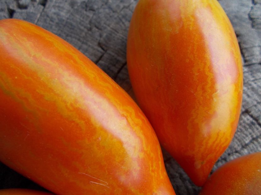  - SEMINTE ROSII - T 1138 SOLVEIG