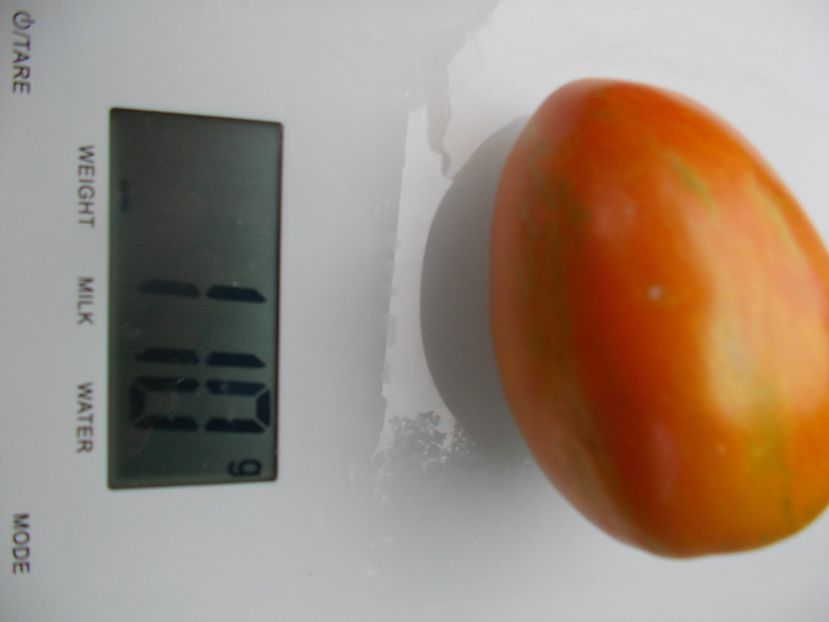  - SEMINTE ROSII - T 1138 SOLVEIG