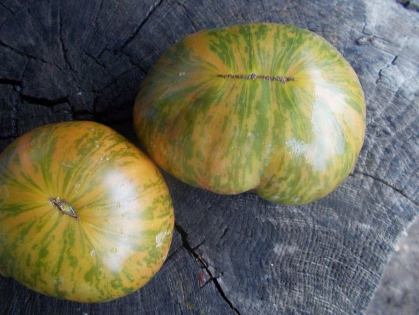  - SEMINTE ROSII - T 1117 GREEN ZEBRA PINEAPPLE