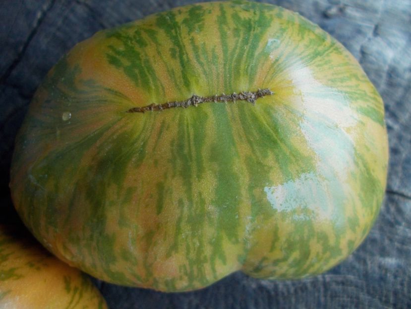  - SEMINTE ROSII - T 1117 GREEN ZEBRA PINEAPPLE