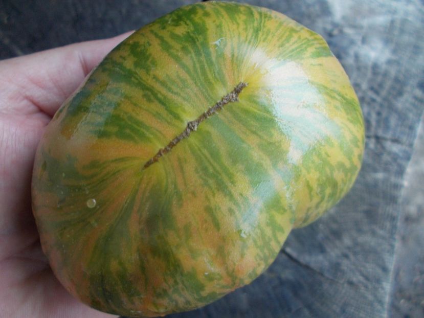 - SEMINTE ROSII - T 1117 GREEN ZEBRA PINEAPPLE