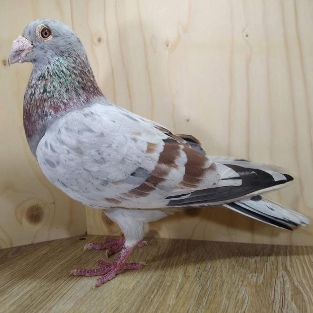  - Nu îmi aparțin 10