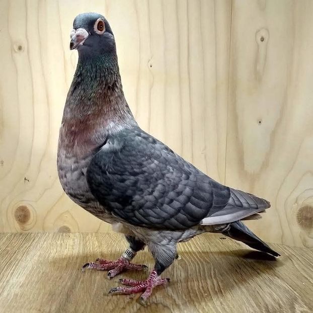  - Nu îmi aparțin 10