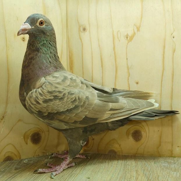  - Nu îmi aparțin 10