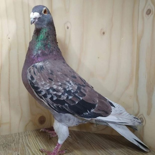  - Nu îmi aparțin 10