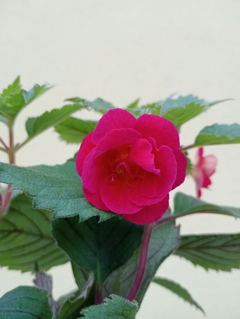  - RFs Double Red Rose