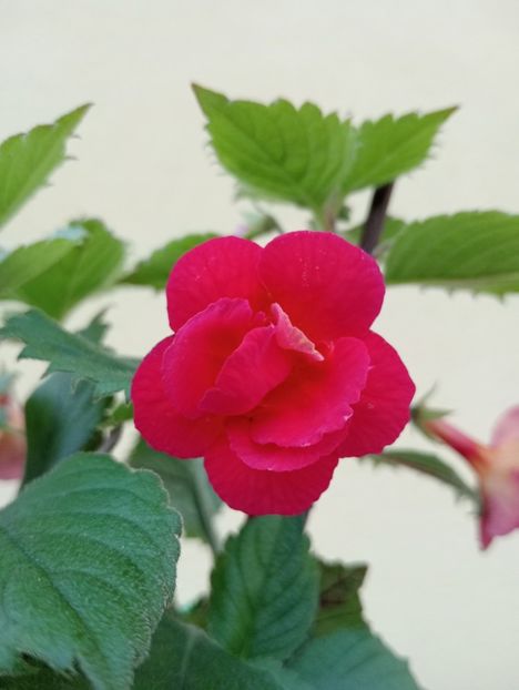  - RFs Double Red Rose