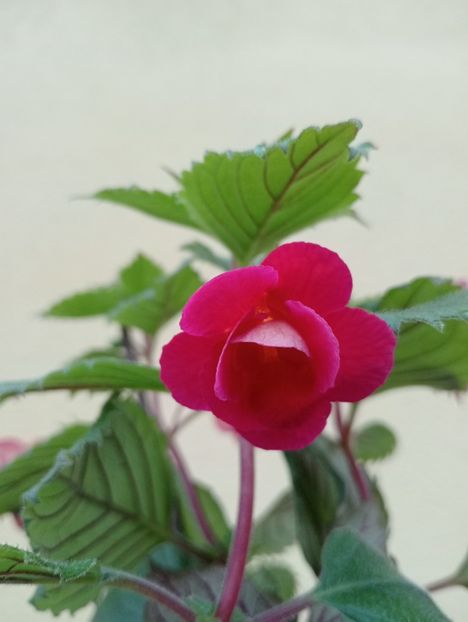  - RFs Double Red Rose