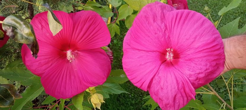  - De vânzare semințe de hibiscus