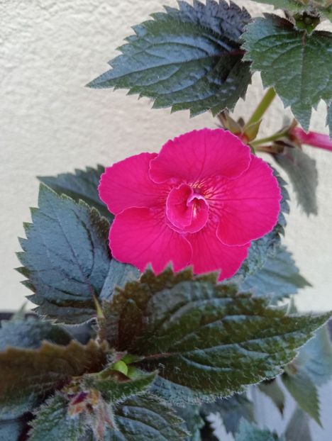  - RFs Silvia Marinovici