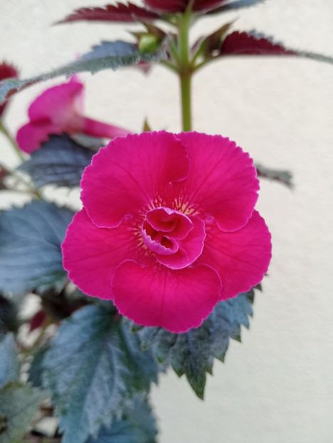  - RFs Silvia Marinovici