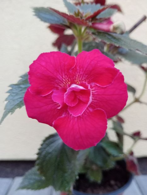  - RFs Silvia Marinovici