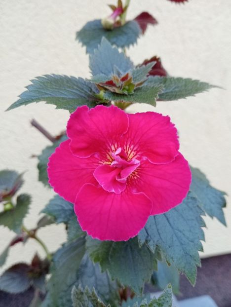  - RFs Silvia Marinovici