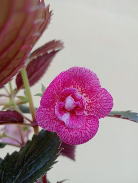  - RFs Roberto Rainbow Dream