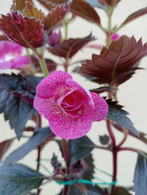  - RFs Roberto Rainbow Dream